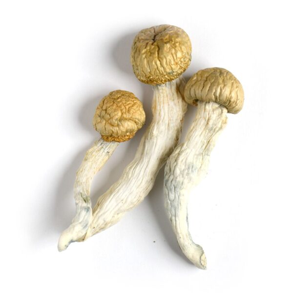 Buy PE6 Mushrooms