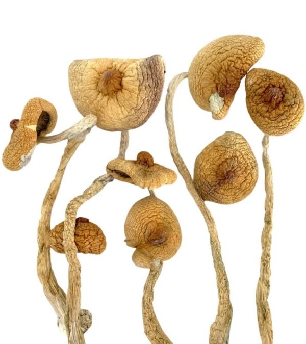 buy dried mushrooms online