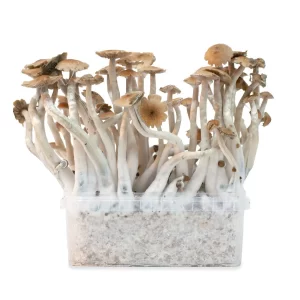 buy mckennaii magic mushrooms